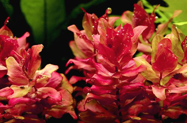 红蝴蝶水草：红蝴蝶图片、种植资料