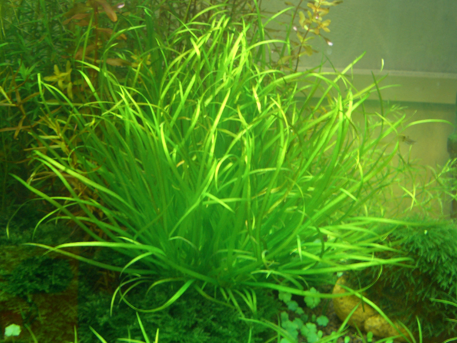 中簀藻水草：中簀藻图片、种植方法