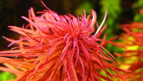 红太阳水草：红太阳草简介、图片资料