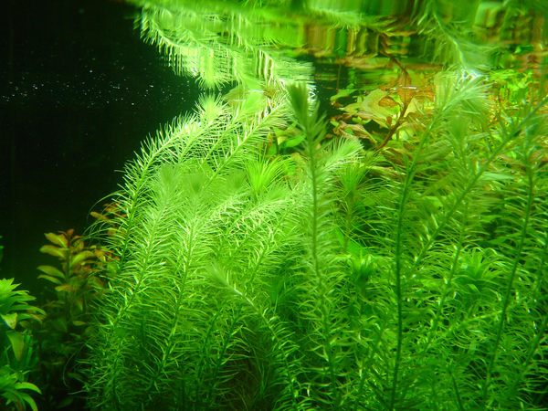 绿尾松水草：绿松尾种植资料、图片