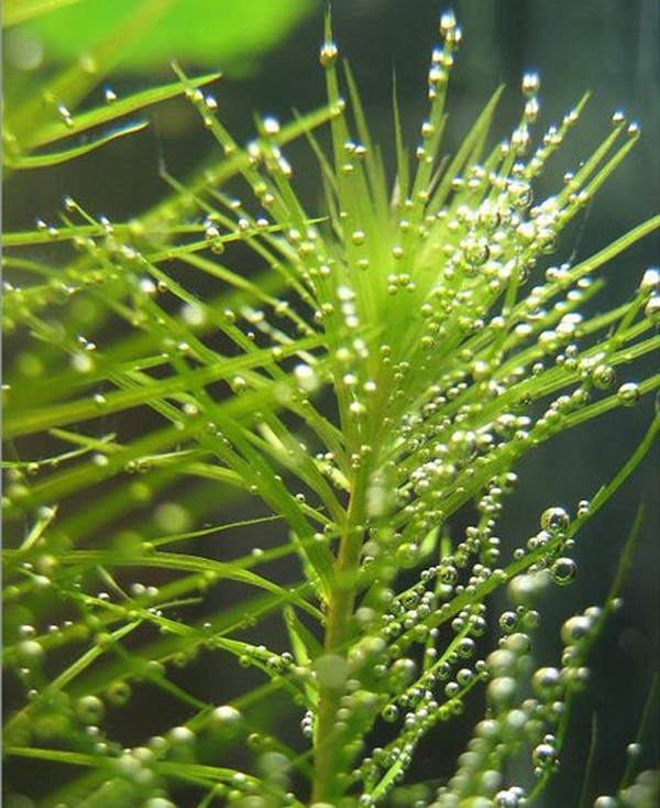 绿尾松水草：绿松尾种植资料、图片
