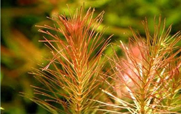 红松尾水草：红松尾图片、种植方法