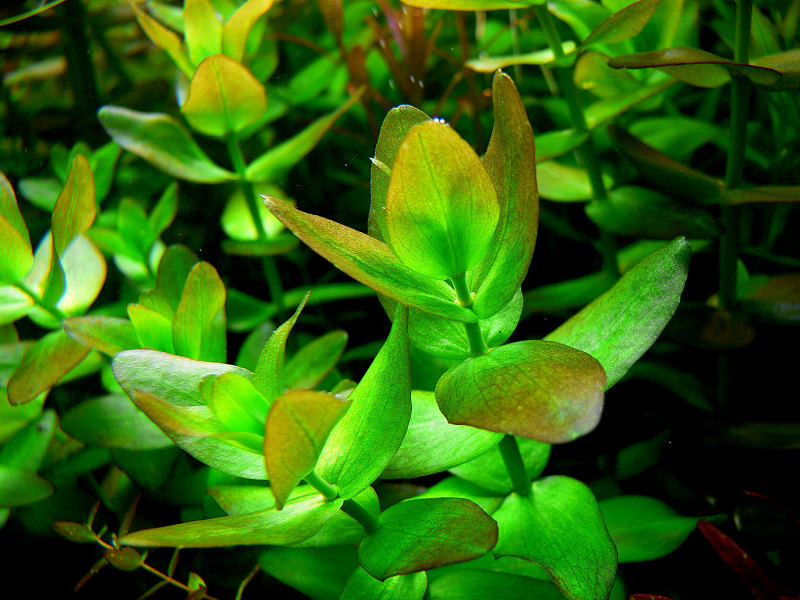 虎耳水草：普通虎耳图片、种植资料