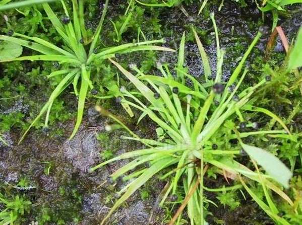 南美宽叶大古精水草：南美宽叶大古精图片、种植方法