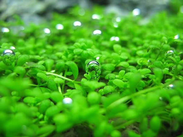 矮珍珠水草：矮珍珠图片、矮珍珠简介、种植方法