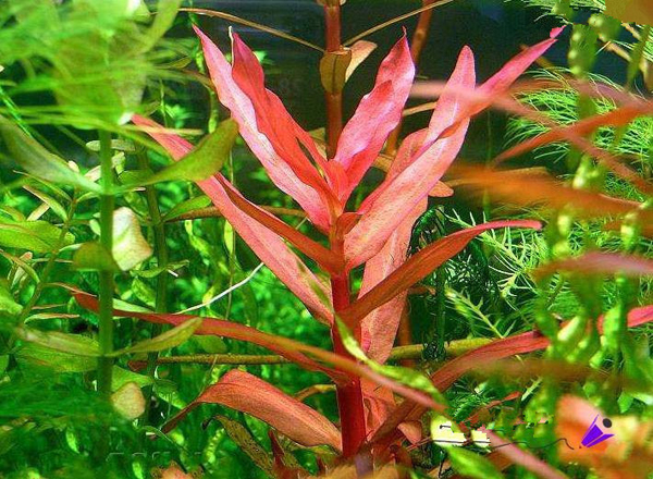 红柳水草：红柳图片、红柳种植方法