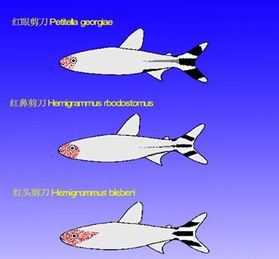 怎样区别红鼻剪刀鱼、红眼剪刀鱼、红头剪刀鱼