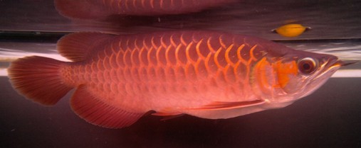红龙鱼种群分布现状