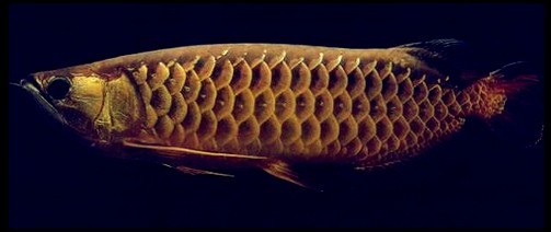 高背红尾金龙鱼图片