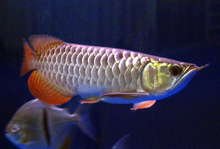 红尾金龙鱼
