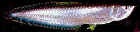 黑带龙鱼的基本资料和图片