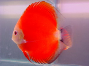 七彩神仙鱼图片红富士