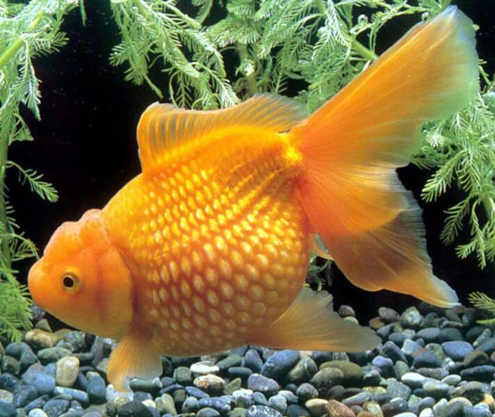 漂亮的红金鱼