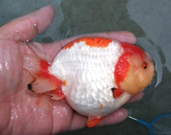 兰寿金鱼