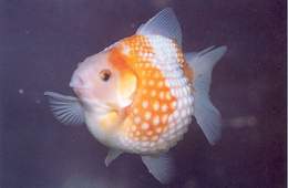 珍珠鳞金鱼