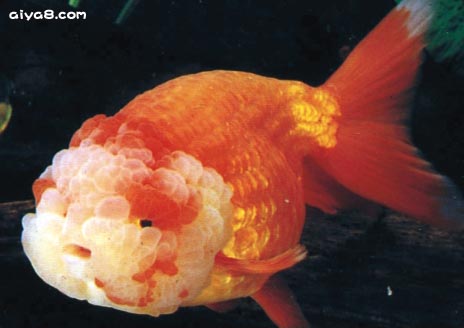 红白寿星金鱼