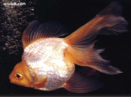 银琉金金鱼