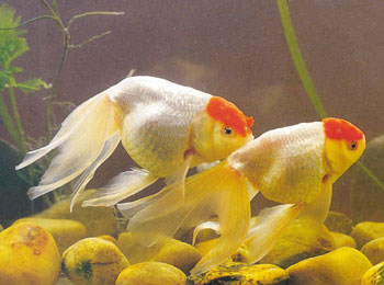 金鱼蛋种-红头蛋凤图片