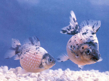 金鱼文种-彩色球形珍珠