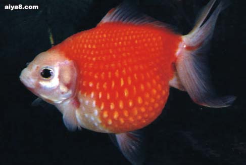 长尾红白珠鳞金鱼图片
