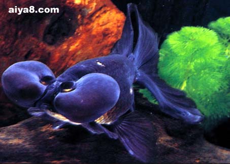 黑水泡金鱼图片
