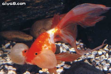 红白水泡金鱼