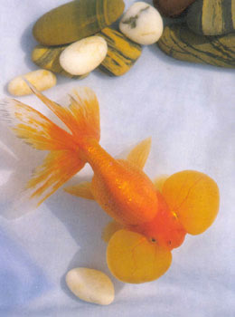 金鱼蛋种-红水泡眼