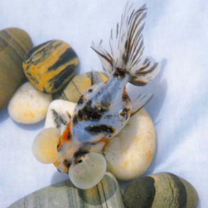 金鱼蛋种-彩色水泡