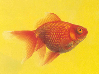 金鱼龙种红珍珠龙睛金鱼