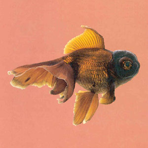 金鱼龙种-紫高头龙睛