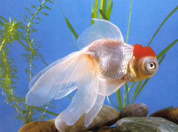 金鱼龙种-红头白龙睛
