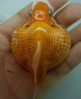珍珠金鱼