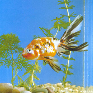 金鱼龙背种-彩色蛤蟆头