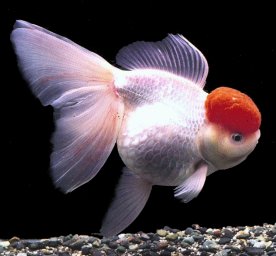 金鱼用鱼缸繁殖的注意