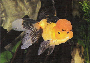 金鱼用鱼缸繁殖的注意