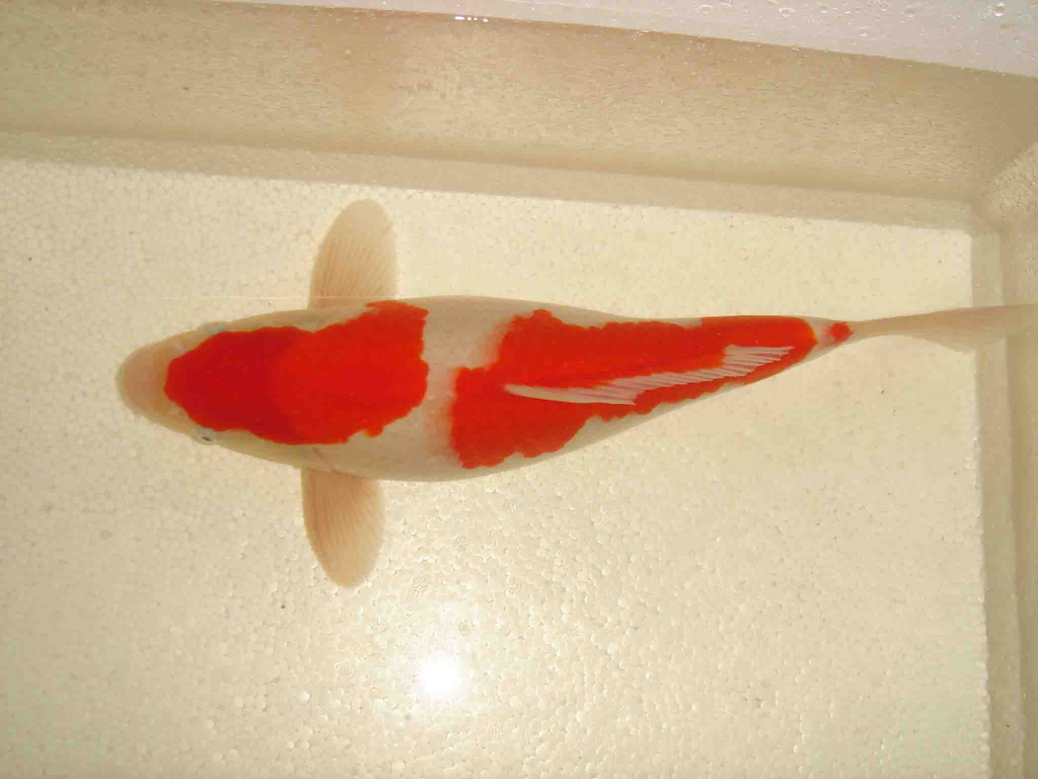 一尾红白锦鲤鱼