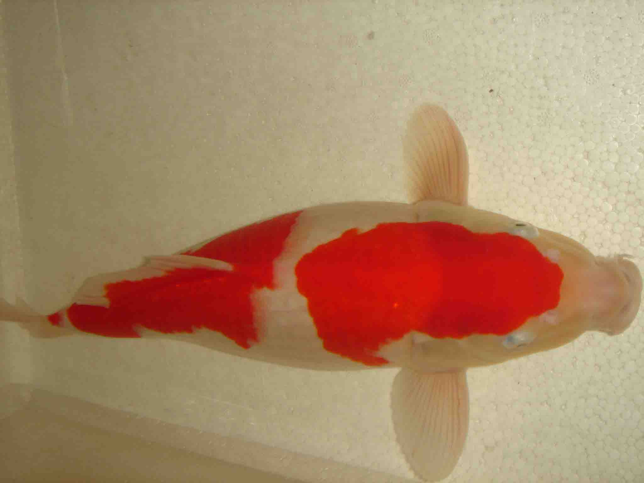 一尾红白锦鲤鱼