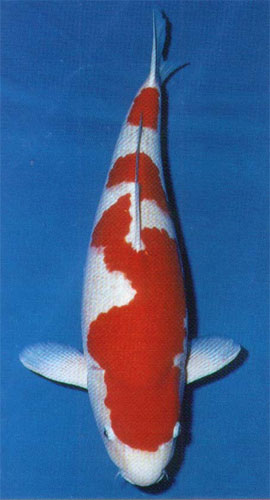 红白锦鲤图片