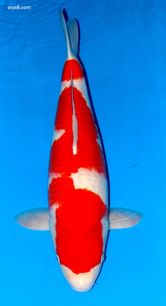 锦鲤的种类与特征红白