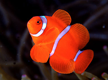 完美海水水族箱相关技术(一)