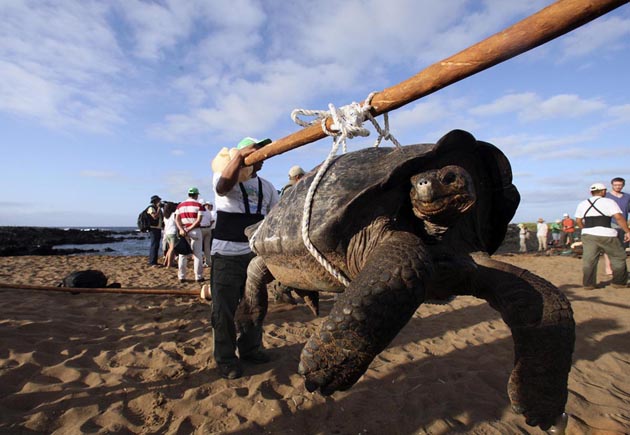 厄瓜多尔放生39只巨龟