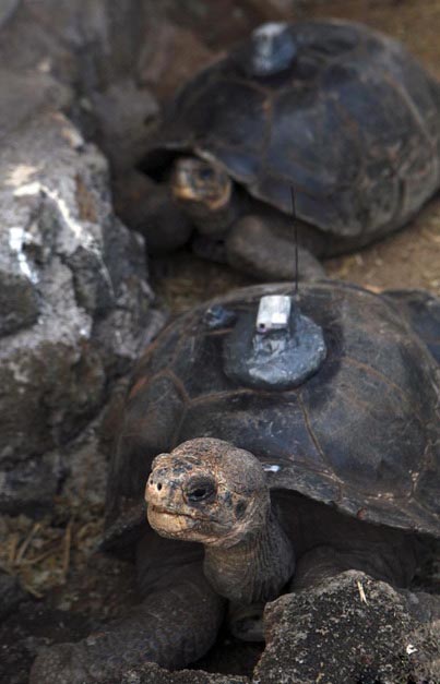 厄瓜多尔放生39只巨龟