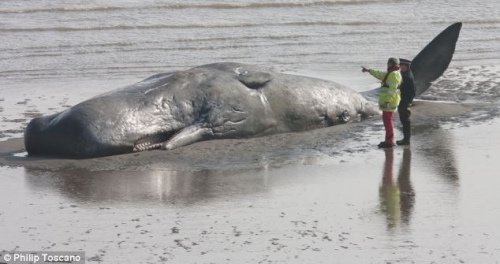 英国海边发现一身长14米抹香鲸搁浅死亡