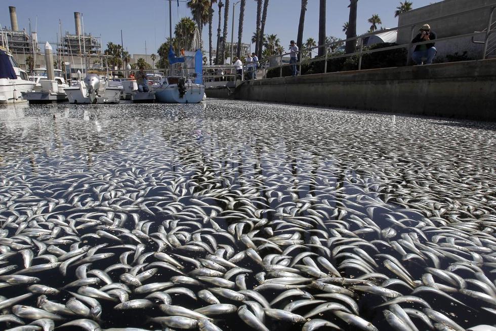 美国加州海湾突现数百万条死鱼