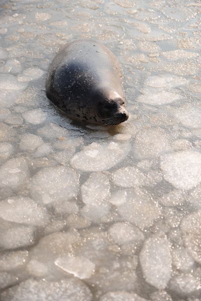 海豹湾结冰海豹觅食困难