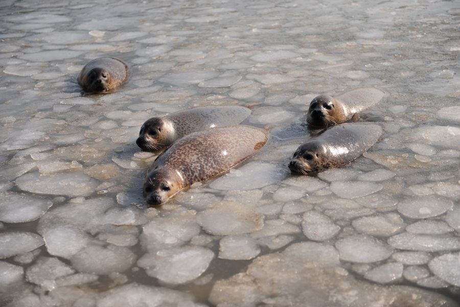 海豹湾结冰海豹觅食困难