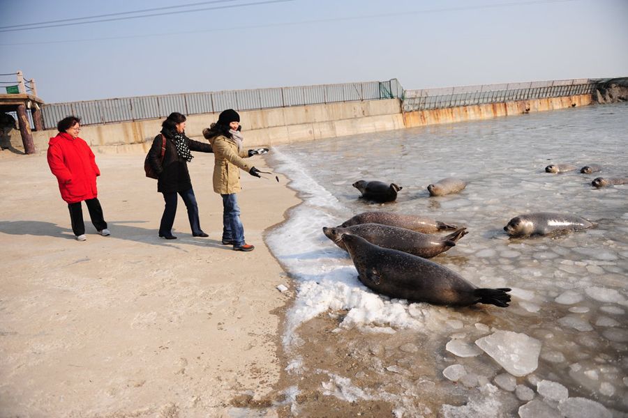 海豹湾结冰海豹觅食困难