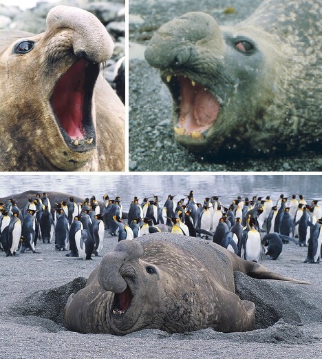 南象海豹最丑陋动物