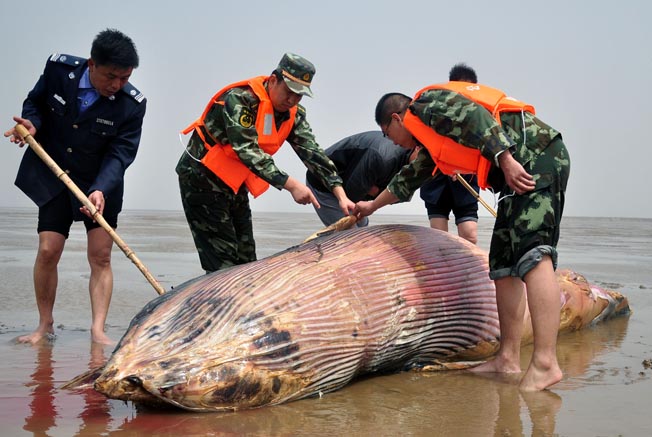 山东潍坊发现一头死亡鲸鱼