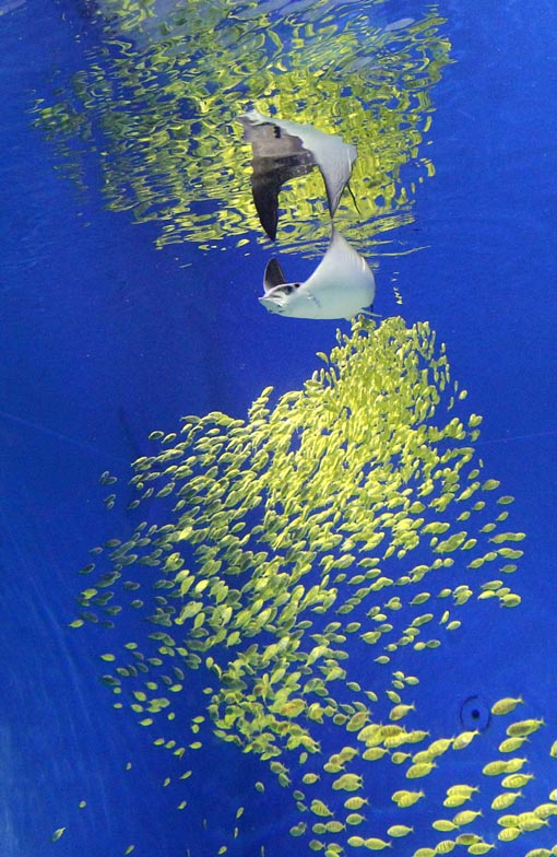 群游鱼类黄金鲹在水中翩翩起舞